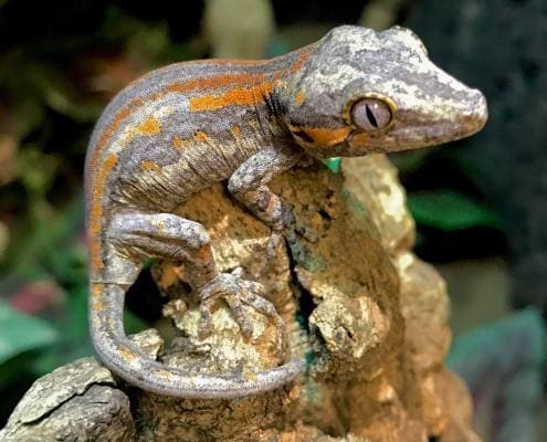 gargoyle geckos