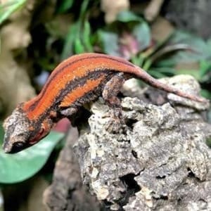 gargoyle gecko for sale near me