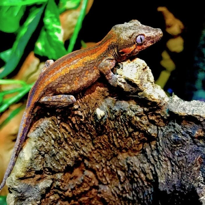 Exact red and Orange stripe gargoyle gecko for sale online baby orange