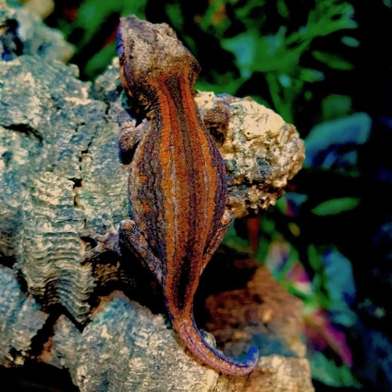 Exact red and Orange stripe gargoyle gecko for sale online baby orange