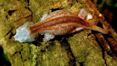 super stripe gargoyle gecko