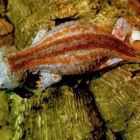 super stripe gargoyle gecko
