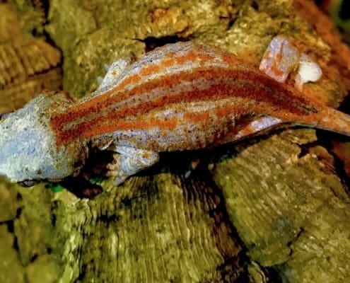 super stripe gargoyle gecko