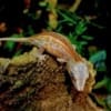 gargoyle geckos for sale