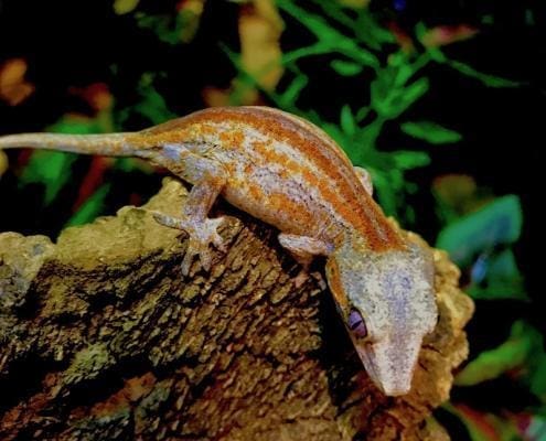 gargoyle geckos for sale