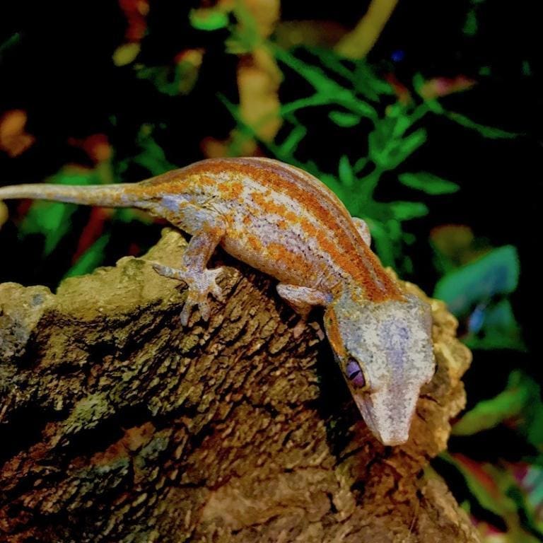Exact red and Orange super stripe gargoyle gecko for sale online baby