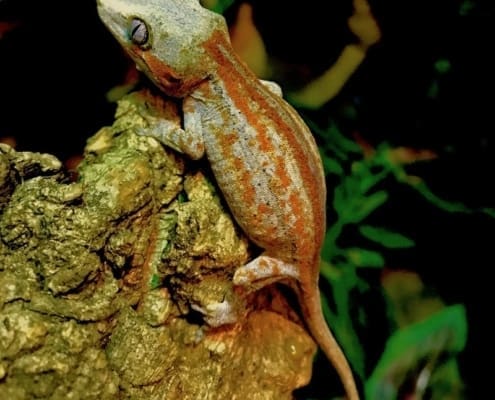 baby gargoyle gecko