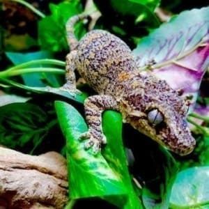 gargoyle gecko price