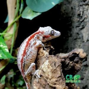 gargoyle geckos