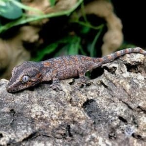 gargoyle geckos for sale