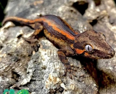 baby gargoyle geckos