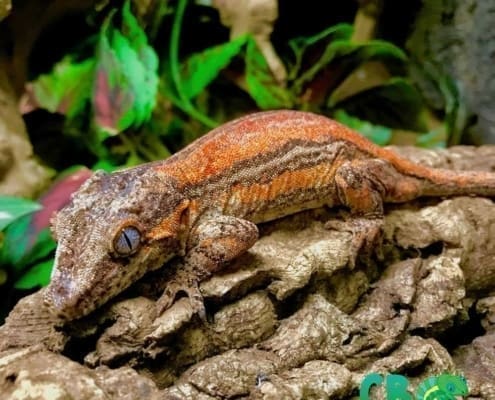 gargoyle gecko price