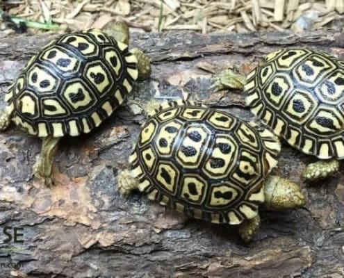 giant south african leopard tortoise