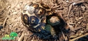 giant south african tortoise for sale online