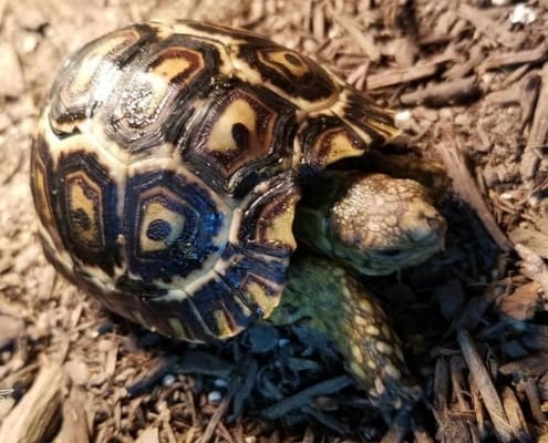 giant south african tortoise for sale online