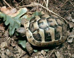 greek tortoise