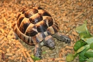 greek tortoise for sale online