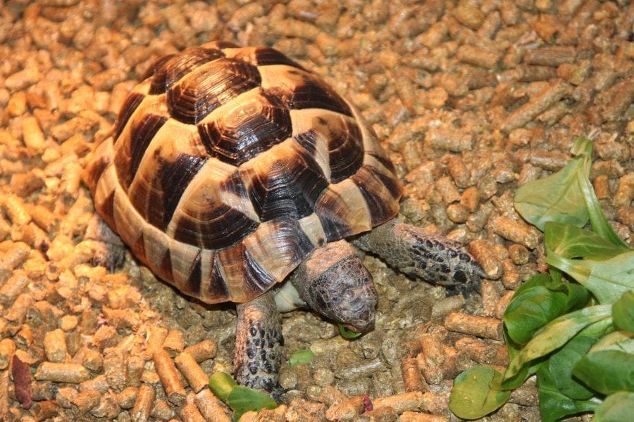 Greek tortoise sale