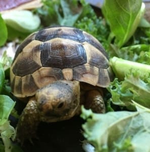 greek tortoise for sale