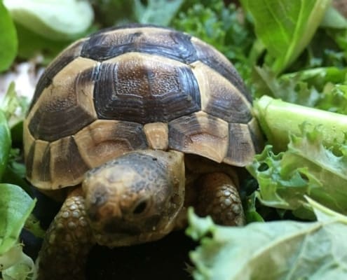 greek tortoise for sale