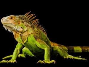 green iguana for sale