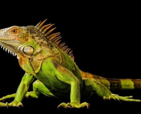 green iguana for sale