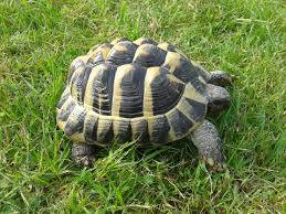 hermann's tortoise for sale online