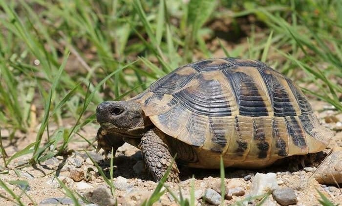 hermann's tortoises for sale