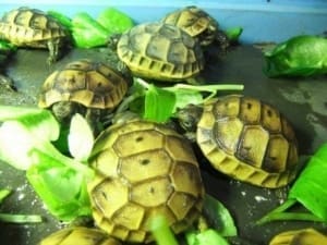 ibera greek tortoise for sale