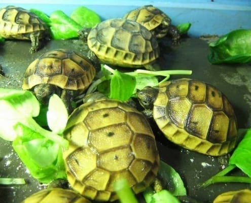 ibera greek tortoise for sale