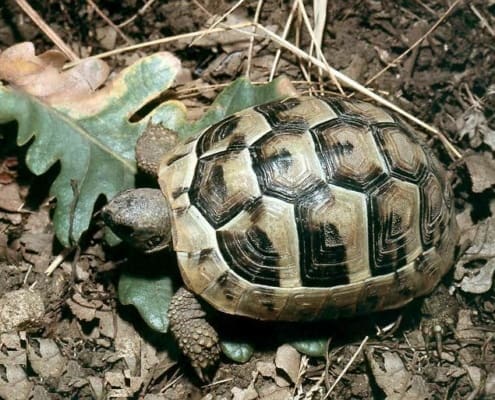 ibera greek tortoise for sale online