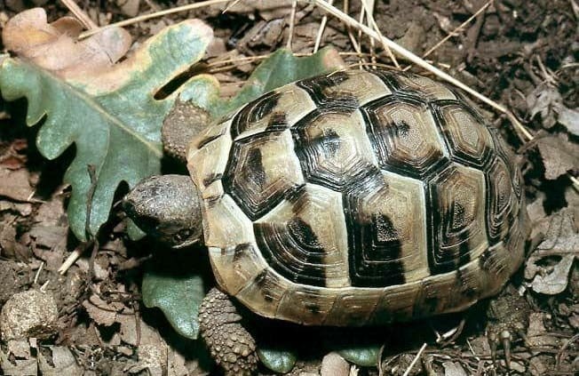 greek tortoise habitat