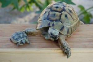 Greek tortoise Breeders