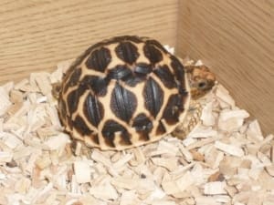 indian star tortoise for sale