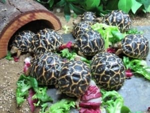 indian star tortoise for sale