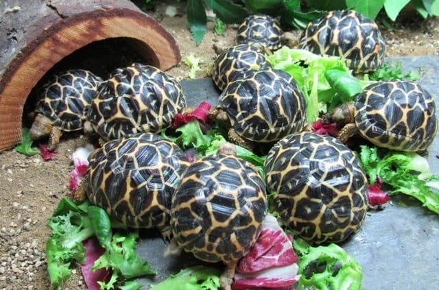 indian star tortoise for sale