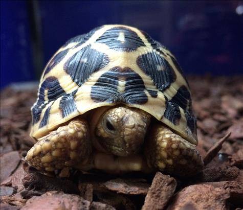 tortoises for sale