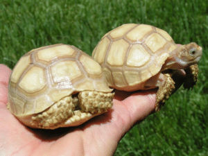 ivory sulcata for sale