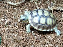 Ivory Sulcata tortoise