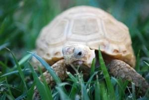 ivory sulcata tortoise for sale online