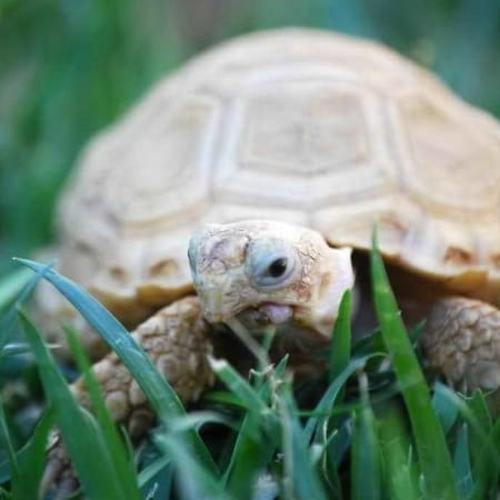 ivory sulcata tortoise for sale online