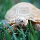 ivory sulcata tortoise for sale online