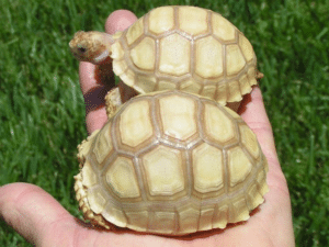 ivory sulcata tortoise for sale online