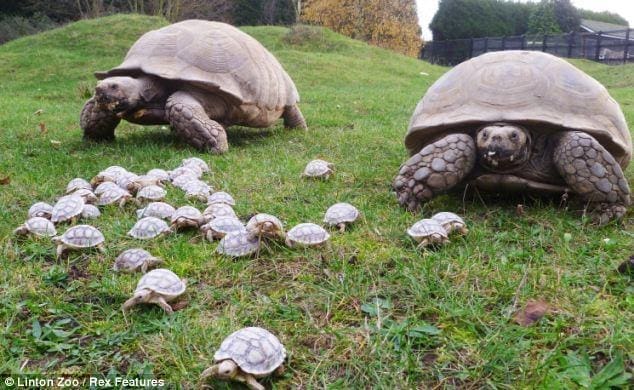 big pet turtles