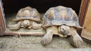 large tortoise for sale