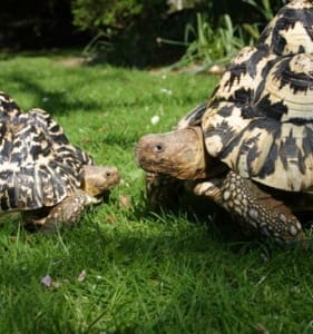 large tortoise for sale near me