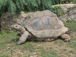 large tortoise for sale near me