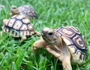 leopard tortoise