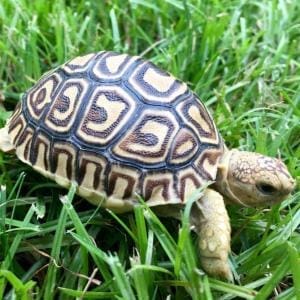 leopard tortoise