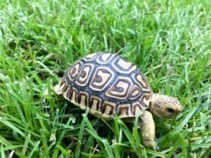 leopard tortoise for sale near me